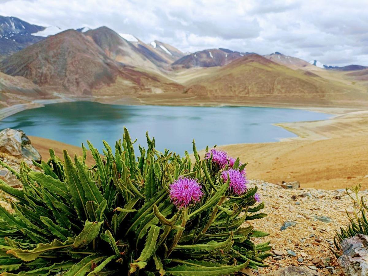 Camp Redstart Hotel Leh Buitenkant foto
